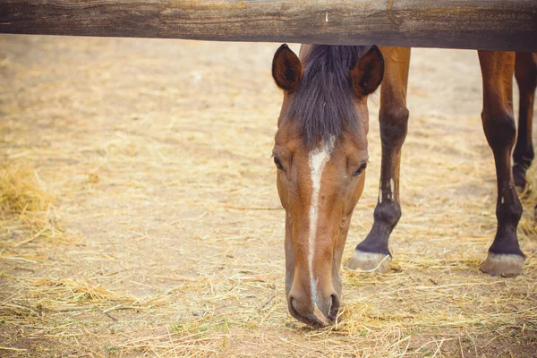 Horses on a farm, pets animals in village in a rancho