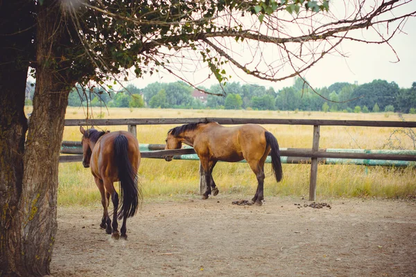 Horses on a farm, pets animals in village in a rancho