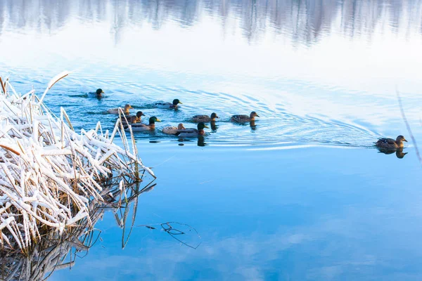 Troupeaux Canards Dans Lac Hiver — Photo