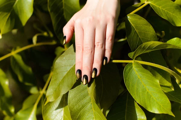 Manicure on a nails of the hand is black and gold with glitter. Hand in the branches of walnut tree leaves