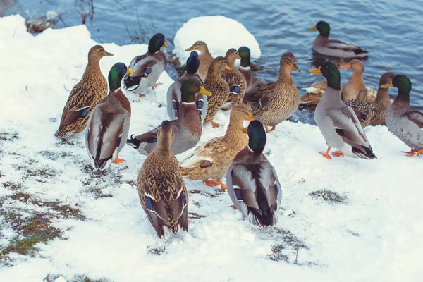 Πάπιες Στη Χειμερινή Λίμνη Τρώνε Καλαμπόκι — Φωτογραφία Αρχείου
