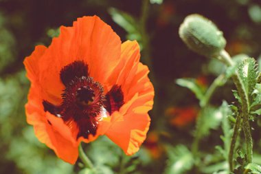 Bahçede güzel kırmızı güller