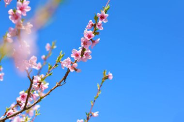 Pembe çiçek açan kiraz çiçeklerinin resmini kapat.