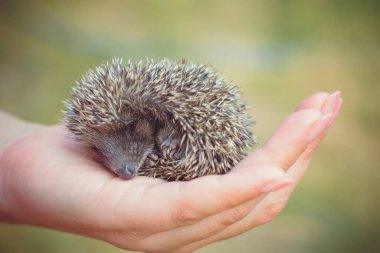 Elinde uyuyan şirin bir kirpi bebeği. Vahşi hayvanlara insan bakımı ve yardım