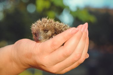 Elinde uyuyan şirin bir kirpi bebeği. Vahşi hayvanlara insan bakımı ve yardım