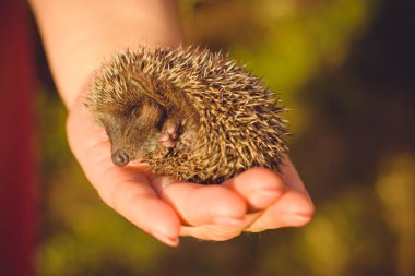 Elinde uyuyan şirin bir kirpi bebeği. Vahşi hayvanlara insan bakımı ve yardım