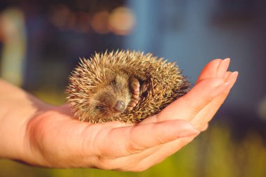 Elinde uyuyan şirin bir kirpi bebeği. Vahşi hayvanlara insan bakımı ve yardım