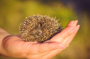 A Little cute hedgehog baby in his hand asleep. Human care and assistance to wild animals clipart
