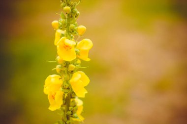 Verbascum thapsus bitkisi.