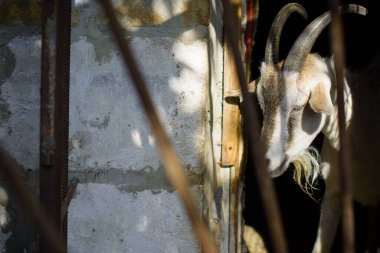 Çiftlikteki evcil keçiler. Keçi sana bakıyor. Ahırda keçi