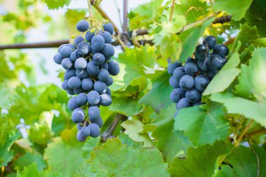 Koyu mavi üzümlerden.