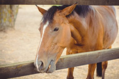 Çiftlikteki atlar, çiftlikteki hayvanlar.