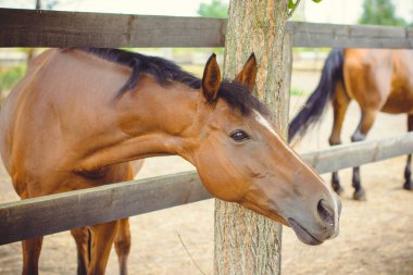 Çiftlikteki atlar, çiftlikteki hayvanlar.