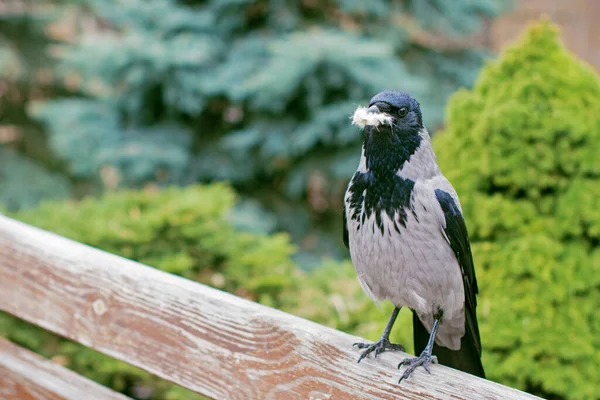 市区公园里的乌鸦 — 图库照片