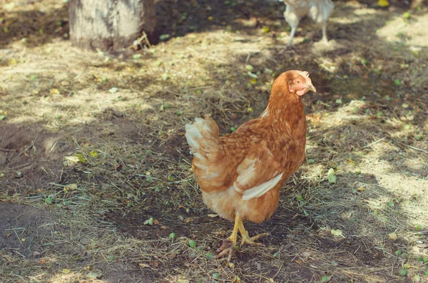 Hühner Dorf Auf Dem Land — Stockfoto