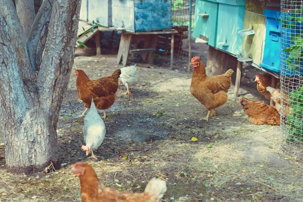 村子里的母鸡 — 图库照片