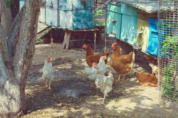 Köyde Tavuklar Kırsalda — Stok fotoğraf