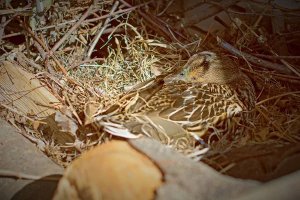 鸭子坐在筑巢的小鸡上 周围都是树和干草 — 图库照片