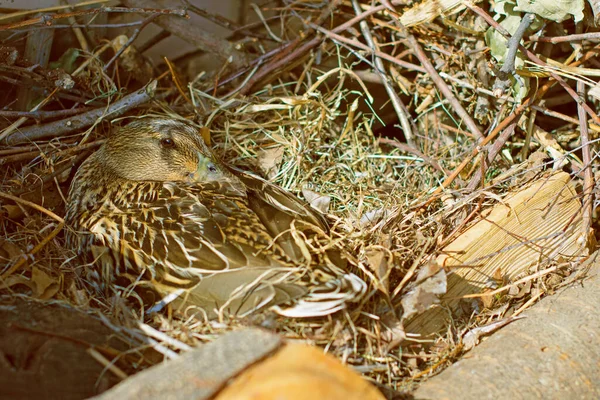 鸭子坐在筑巢的小鸡上 周围都是树和干草 — 图库照片