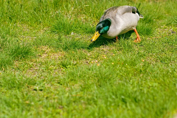 Canard Sauvage Dans Cour Promenade Sur Herbe Verte — Photo