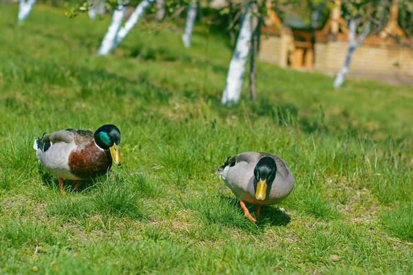 Canards Sauvages Dans Cour Marchent Sur Herbe Verte Près Des — Photo