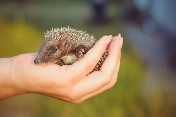 Bebezinho Ouriço Mão Dormir Cuidados Humanos Assistência Animais Selvagens — Fotografia de Stock