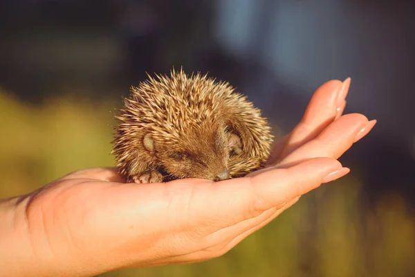 Bebezinho Ouriço Mão Dormir Cuidados Humanos Assistência Animais Selvagens — Fotografia de Stock