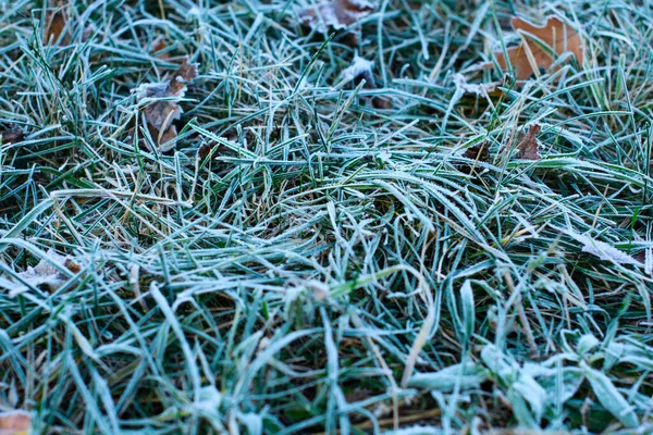 Den Första Frosten Frost Trädgården Växter Frost Flora Och Gräs — Stockfoto