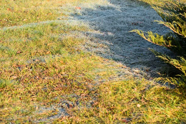 The first frosts, frost in the garden on plants, frost on the flora and grass, as well as flowers and trees. About gardening and cold