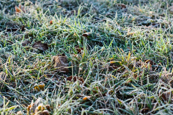 Les Premières Gelées Gel Dans Jardin Sur Les Plantes Gel — Photo