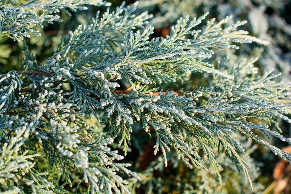 Les Premières Gelées Gel Dans Jardin Sur Les Plantes Gel — Photo