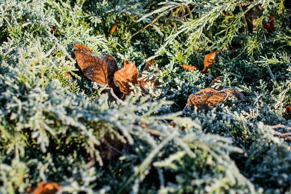 Les Premières Gelées Gel Dans Jardin Sur Les Plantes Gel — Photo