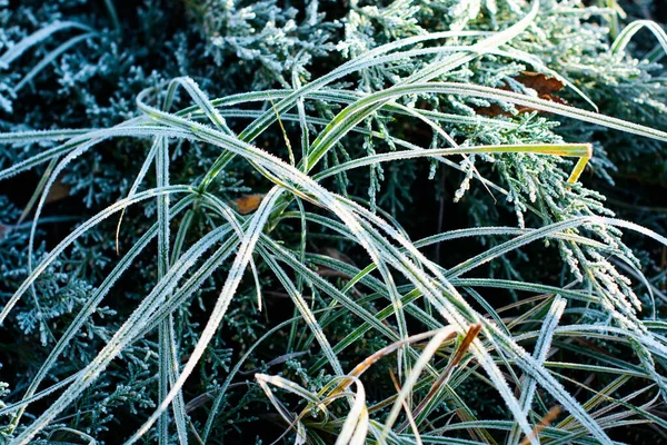 The first frosts, frost in the garden on plants, frost on the flora and grass, as well as flowers and trees. About gardening and cold