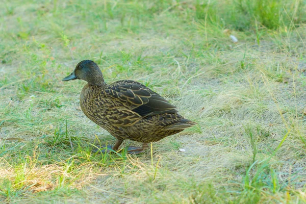 Promenades Canard Près Lac Herbe Verte — Photo