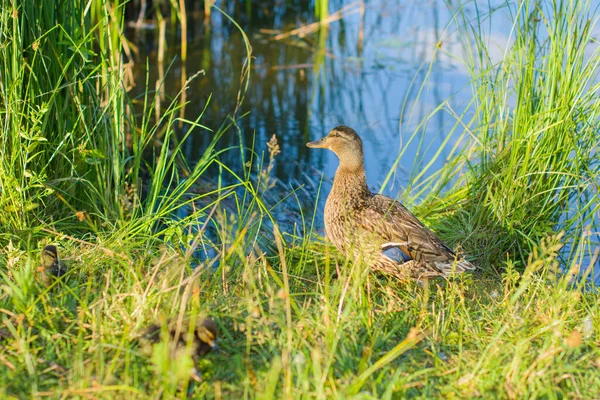 Promenades Des Canards Près Lac Herbe Verte — Photo