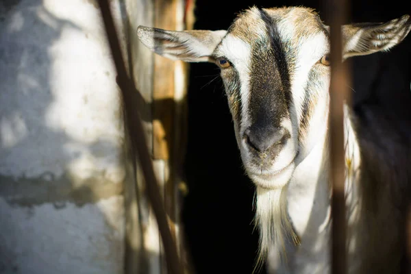 Domestic Goats Farm Goat Looking You Goat Barn — Stock Photo, Image