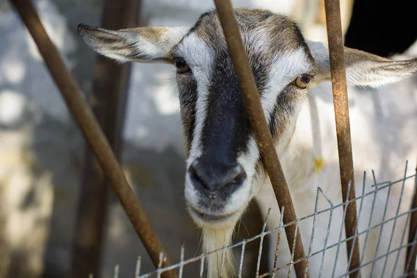 Domestic Goats Farm Goat Looking You Goat Barn — Stock Photo, Image