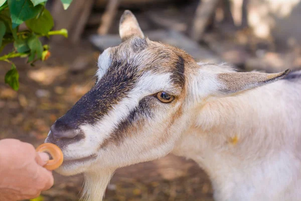 Domestic Goats Farm Goat Looking You Goat Barn — Stock Photo, Image