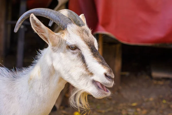 Domestic Goats Farm Goat Looking You Goat Barn — Stock Photo, Image