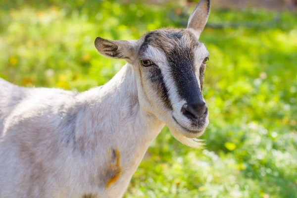 Domestic Goats Farm Goat Looking You Goat Barn — Stock Photo, Image