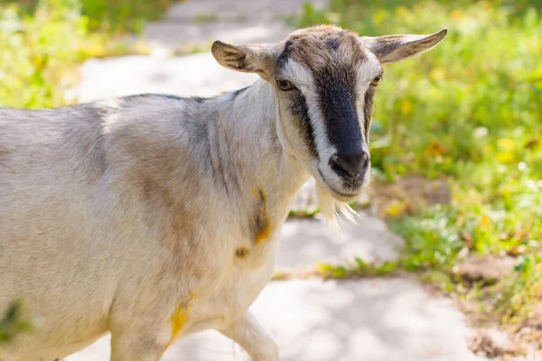 Domestic Goats Farm Goat Looking You Goat Barn — Stock Photo, Image