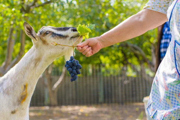 Domestic Goats Farm Goat Looking You Goat Barn — Stock Photo, Image