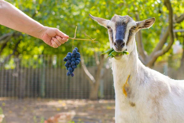 Domestic Goats Farm Goat Looking You Goat Barn — Stock Photo, Image