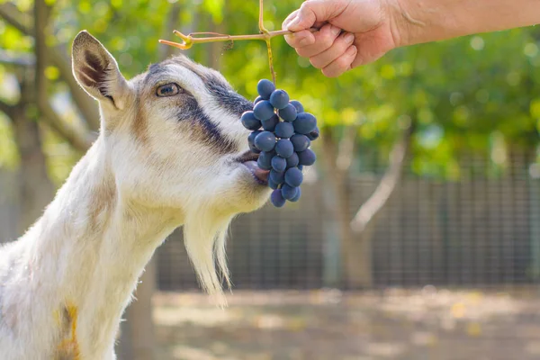 Domestic Goats Farm Goat Looking You Goat Barn — Stock Photo, Image