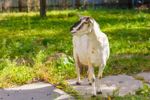 Domestic Goats Farm Goat Looking You Goat Barn — Stock Photo, Image