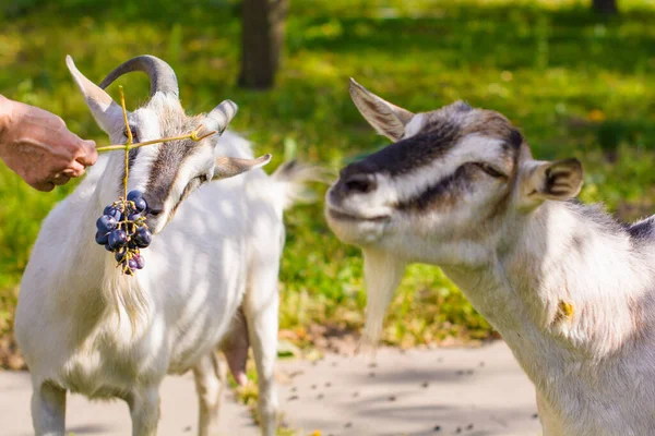 Domestic Goats Farm Goat Looking You Goat Barn — Stock Photo, Image