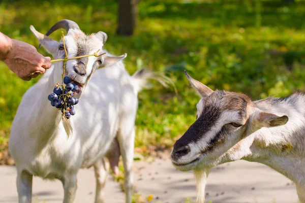 Domestic Goats Farm Goat Looking You Goat Barn — Stock Photo, Image