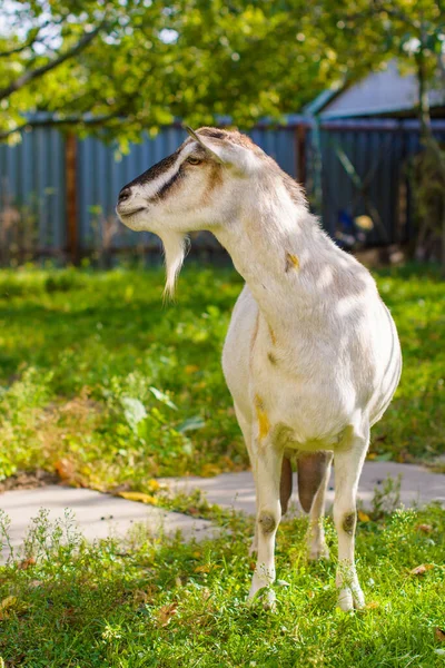 Domestic Goats Farm Goat Looking You Goat Barn — Stock Photo, Image