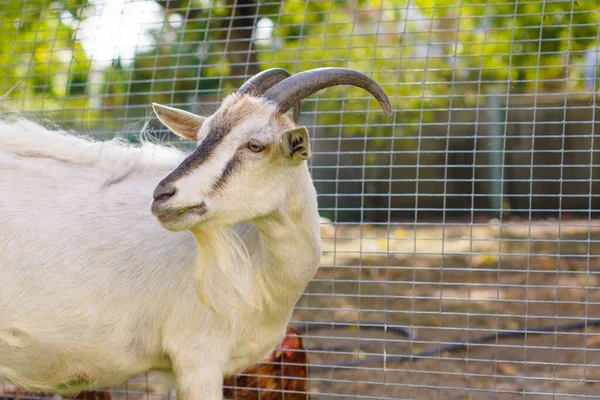 Domestic Goats Farm Goat Looking You Goat Barn — Stock Photo, Image