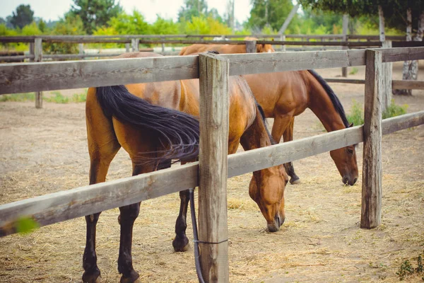 Horses on a farm, pets animals in village in a rancho